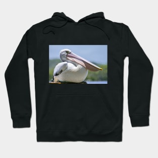 Australian Pelican Hoodie